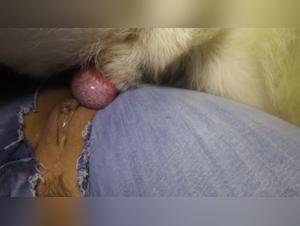 Woman in jeans ready for the extreme in a zoophilia video