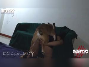 Sex with dogs: a beastly experience on Art of Zoo