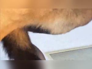 She sucks her dog's cock
