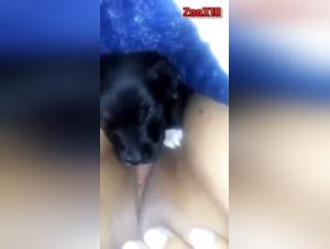 Dog licks pussy: an exciting bestiality video