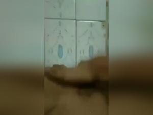 Feline Fantasies: A Thrilling Exploration of Bestiality and Desire