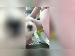 dogues asiatiques follement