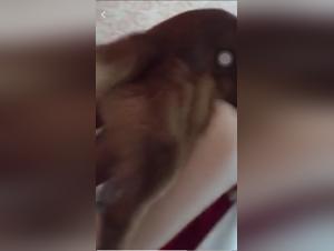 Asian woman and her dog: a shocking zoophilia video