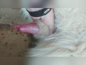 four-legged family member