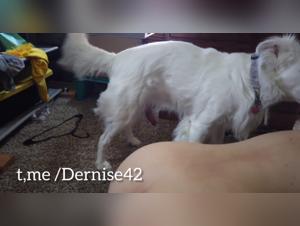 Girl Dog Sex Extreme Videos