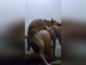 Best Videos of Dog Sexuality