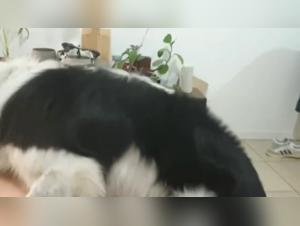 zoophile meaning dogfucking