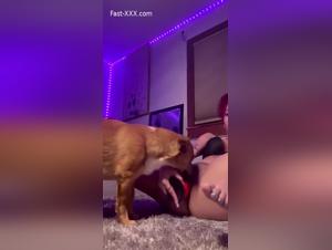 Animal Exploitation: Dog Pornography & Cartoons