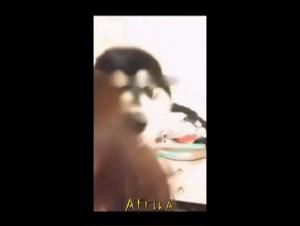 Exploring Intimacy: Dogs & Tickzoo.tv