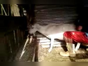 Bestiality: A man and animals in new situations