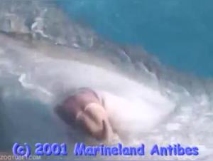 The male anatomy of dolphins revealed by trainers