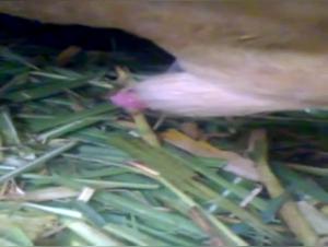 A Beastly and Exciting Experience - Sex with a Sheep