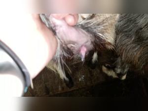 Fuck Goat: An Extreme Sexual Experience