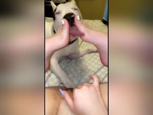 Dog sex video: licking and domination
