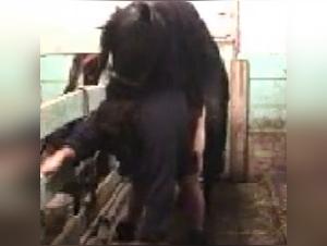 wildes tierisches vergnügen