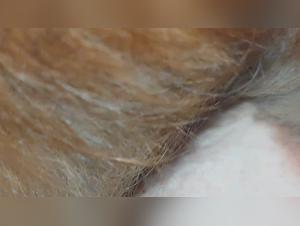 Salope Baise Chien Tits