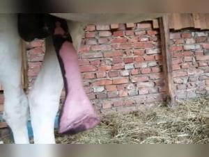 Excited Horse - Bestiality Video