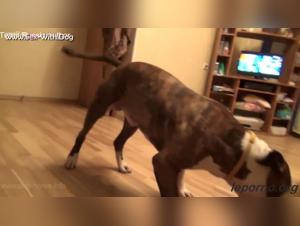 Busty Blonde and her Dog: Extreme Bestiality Video