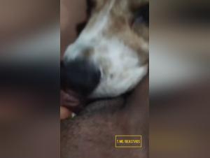 Hundelicking Fever: Mädchen Sex mit Hund