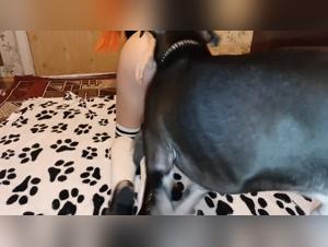 Dog fucking Videos with Angelina - Best Zoophilia Porn and Animal Sex