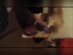 Forbidden Meeting: Woman and Dog