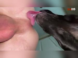 Lesbian lesbian dog fucking videos, gay animal sexy xxx