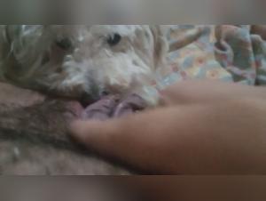 zoo lkoo and porndog