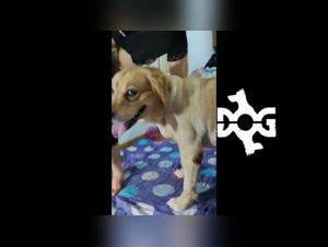 Unveiling Explicit Zoophilia Desires