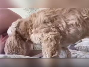 hundekram lustvolles