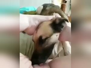 Submissive woman and dog: a shocking zoophilia video