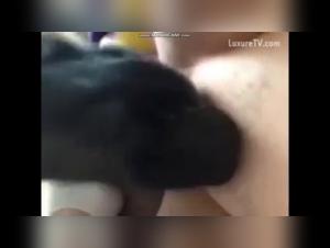 Bestiality sex videos with dogs