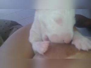 Frau stillt Welpen in schockierender Bestialitatsszene