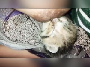 Pampered Zoohamster Delights