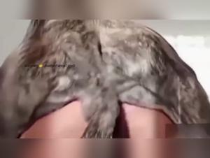 Woman and Dog: A Forbidden Meeting