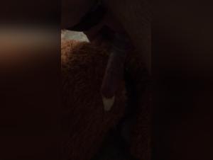 Sex video with a dog: a beastly and exciting experience