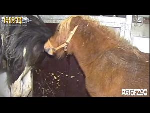 Bestiality with a Horse: An Extreme Experience