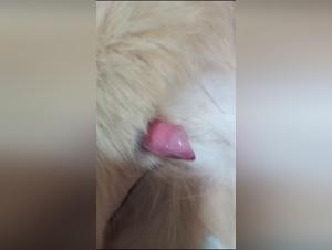 Breaking Boundaries: Unveiling the Pornvolk Realm