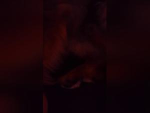 Zoophilia video with a dog and a horse