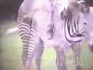 Zebra Tripped: An Exciting Bestial Experience