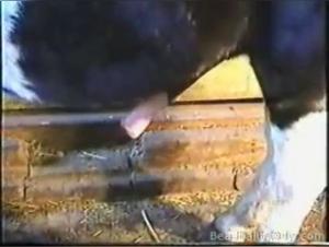 Salopard and Her Horse: Extreme Zoophilic Experience