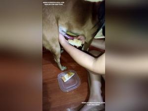 Forbidden Meeting: Woman and Dog