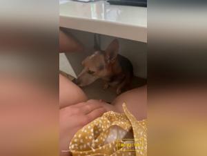 zoophilia bajo la mesa, control salvaje