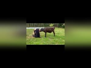 Bestiality: A Woman and Her Four-Legged Friend