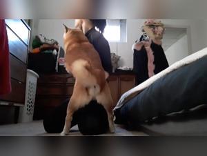 The Most Intense Bestial Sex You've Ever Seen!