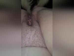 Erotic Collection with High-End Dogs