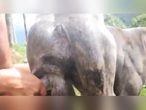 Dog Sex Video: Extreme Bestiality