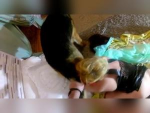 Hunde-Beischlaf - Verboten und Ekstrem Pornografie