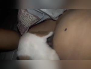 Submissive female dog and dog in bestiality video
