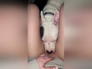 Find the best way to get your dog horny with an Asian babe in beastiality porn
