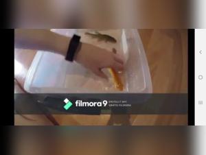 Woman and dog: a shocking bestial video